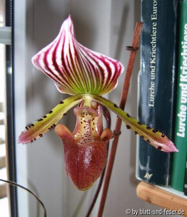 Paphiopedilum ?-Hybride