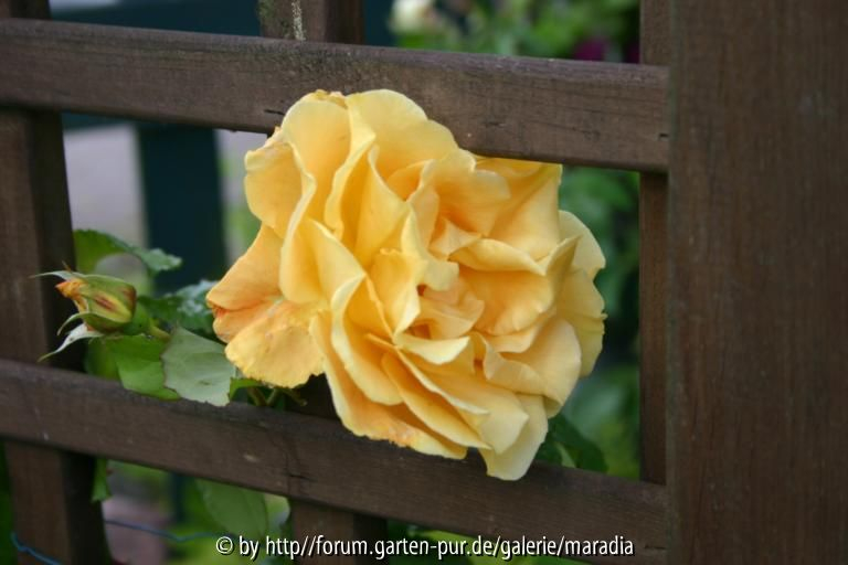 Goldener Olymp