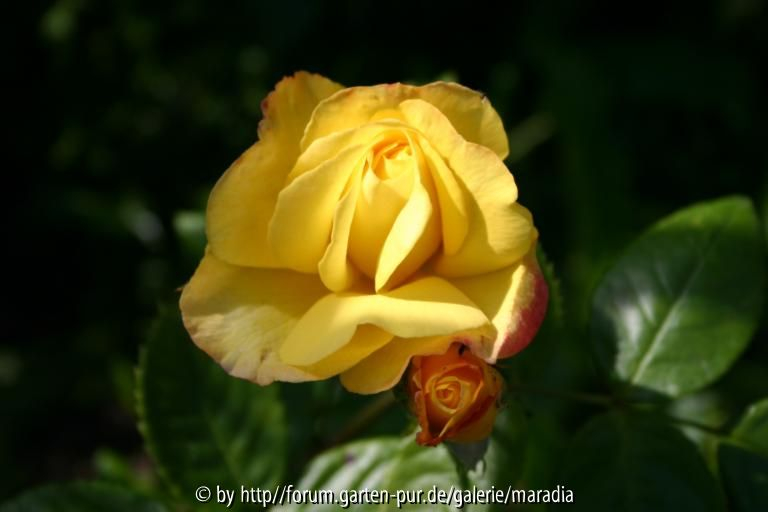 Goldener Olymp
