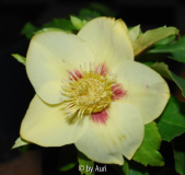 HelliYellowRed