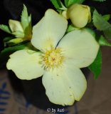 HelliYellow