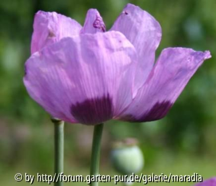 Mohn - Papaver