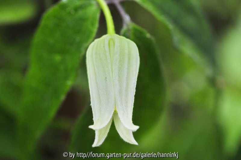 Clematis accuminata var. sikkemensis