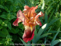 DSCF0375