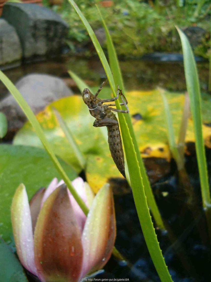 Libellenhülle2
