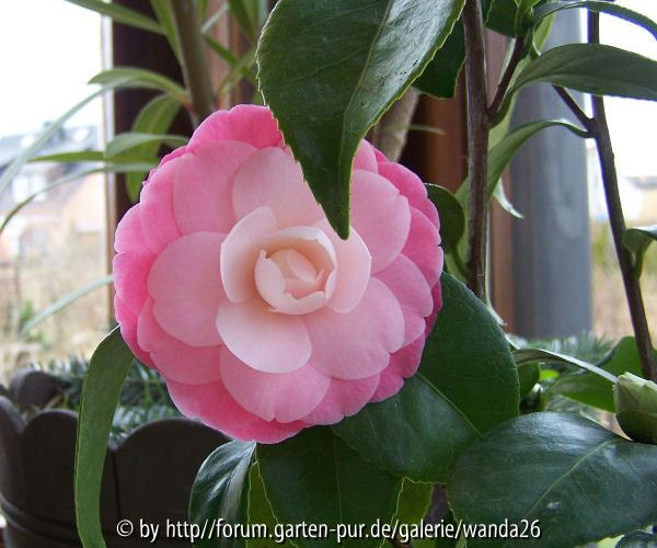 Camellia japonica 