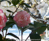Camellia japonica 
