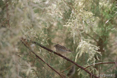 Ägypten 05
