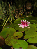Seerose by night