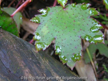 Saxifraga fortunei