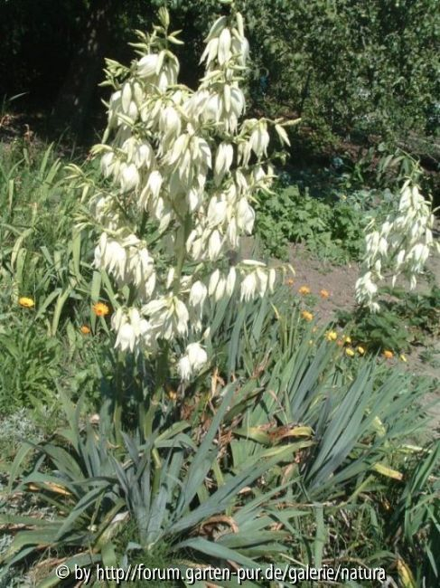 Yucca