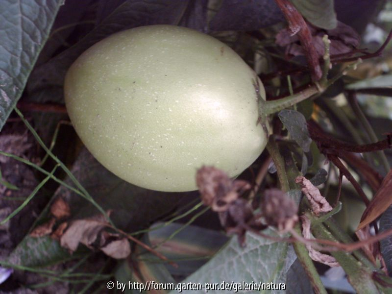 Pepino2