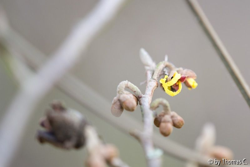 Lichtblick
