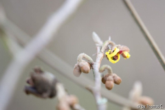 Lichtblick