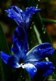 Tecophilaea cyanocrocus