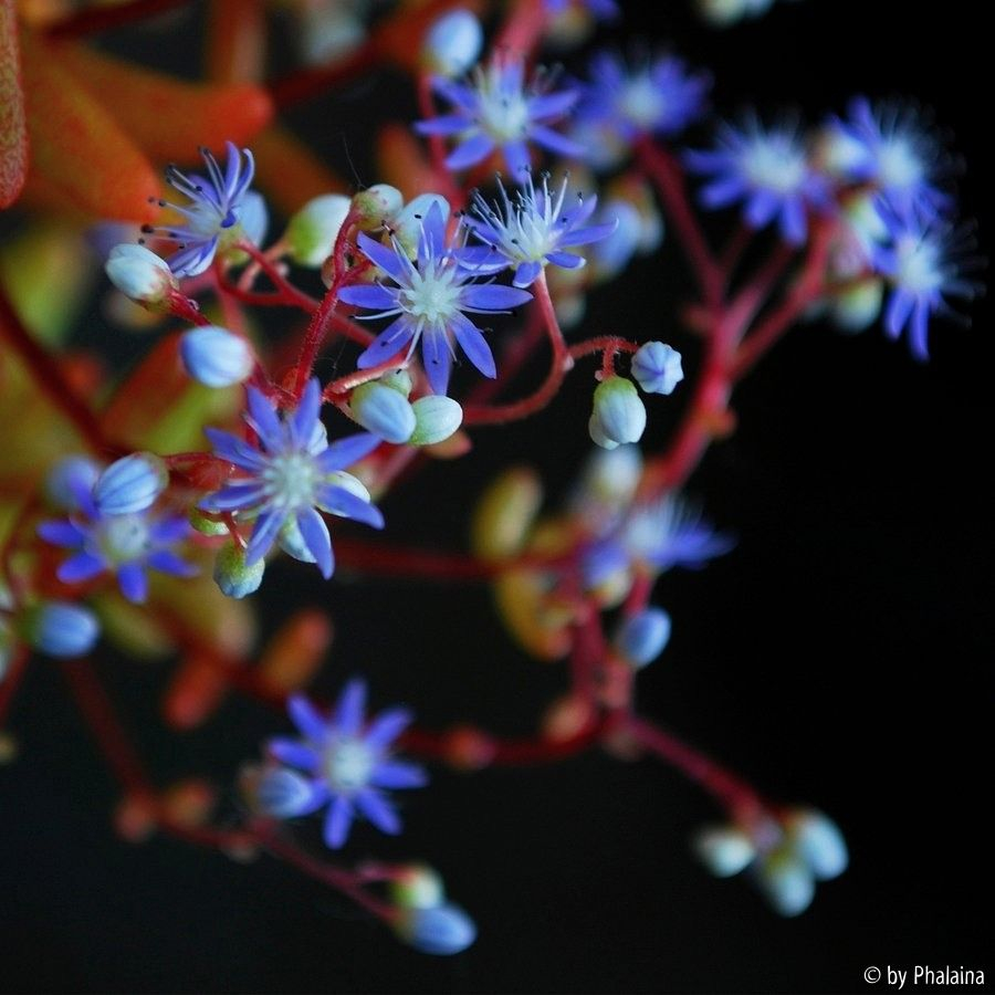 Sedum caeruleum