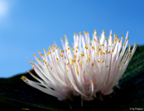 Massonia pustulata