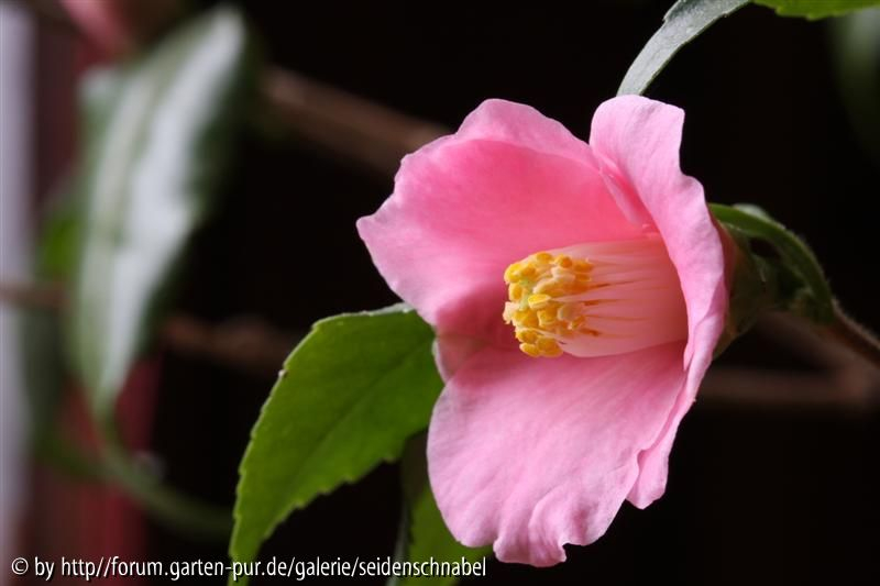 Rosaeflora 24.01.2010