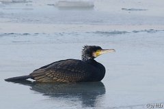 kormoran1.jpg