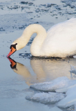 schwan1.jpg