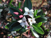 Daphne tangutica