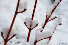 Schnee in der Kölner Bucht 01