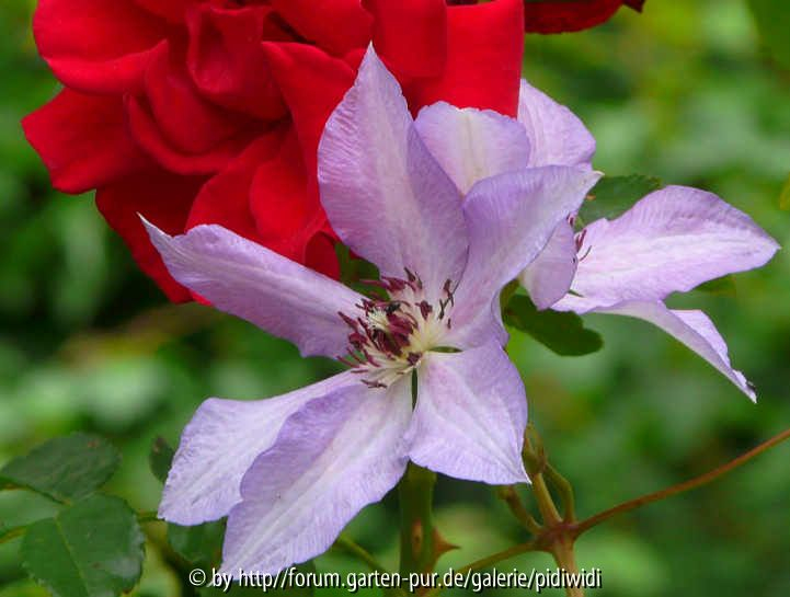 Clematis Pribaltica