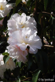 white retic