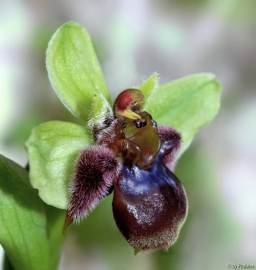 Ophrys bombyliflora