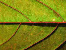 [galerie pid=6085]