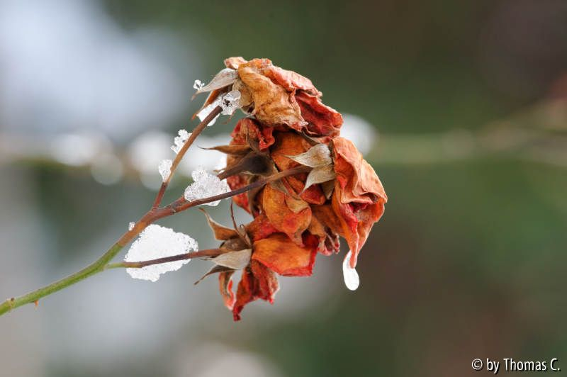 Schnee in der Kölner Bucht 04