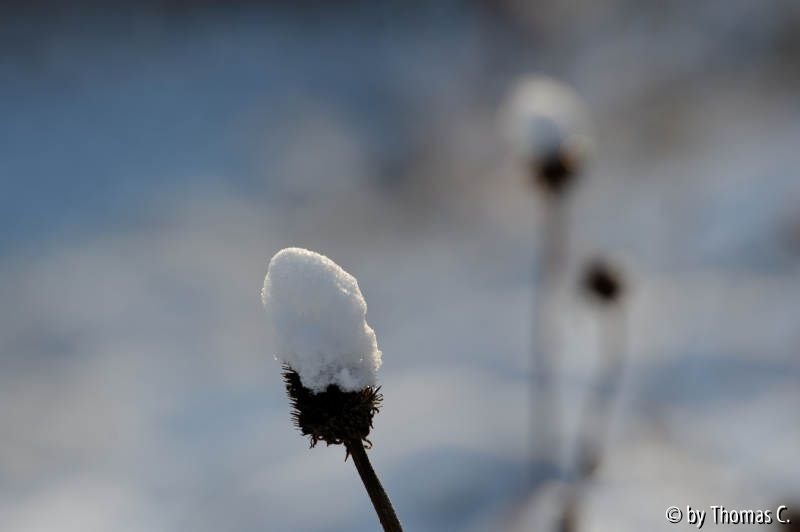Schnee in der Kölner Bucht 05