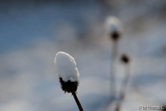 Schnee in der Kölner Bucht 05