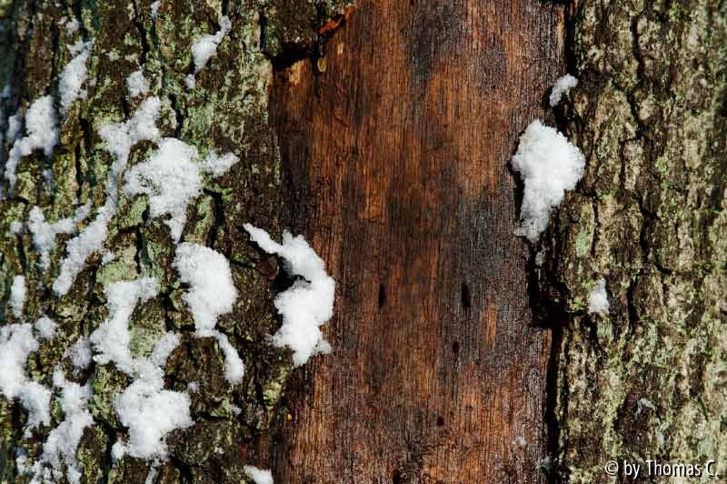 Schnee in der Kölner Bucht 06