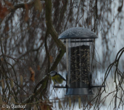 Blaumeise, Winter
