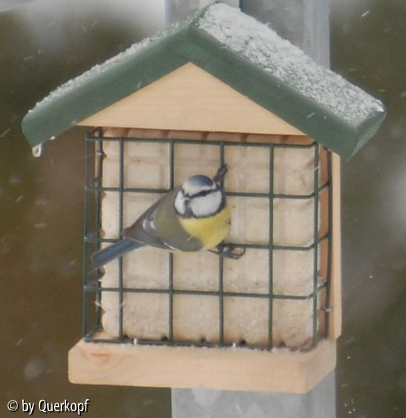 Blaumeise 4, Winter