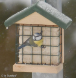 Blaumeise 4, Winter