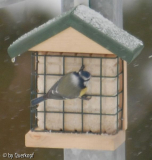 Blaumeise 3, Winter