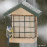Blaumeise 2, Winter
