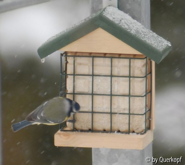 Blaumeise 1, Winter
