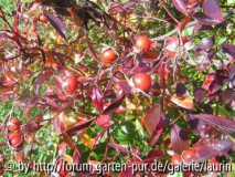 Rosa_virginiana~0.jpg