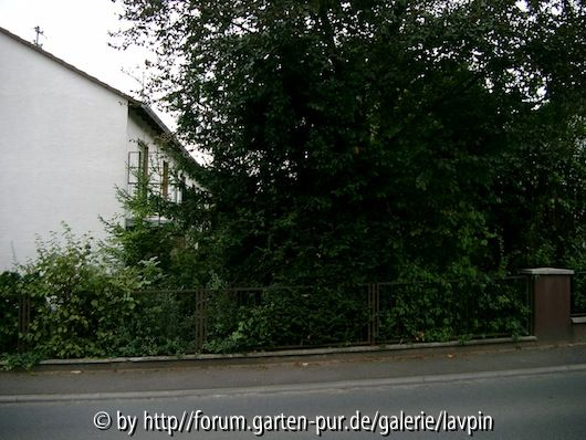 Garten bei Einzug 1