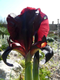 I_atropurpurea kl.jpg