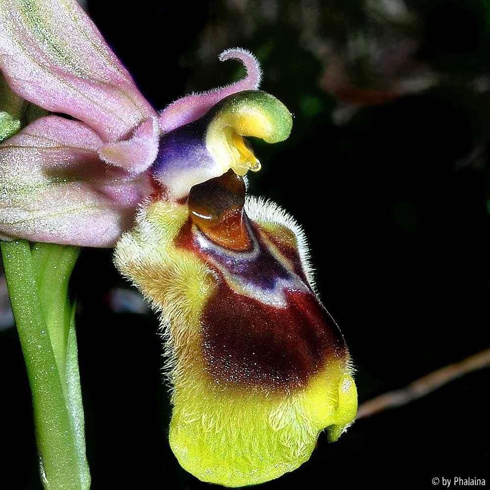 Ophrys tenthredinifera