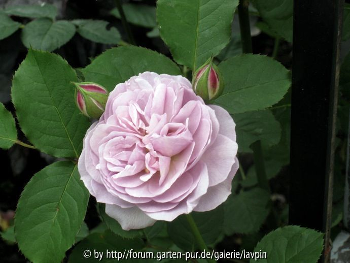 flor1
