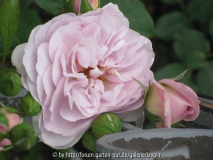 flor2