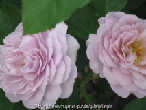 flor3