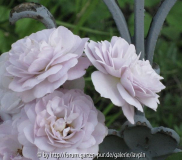 flor4