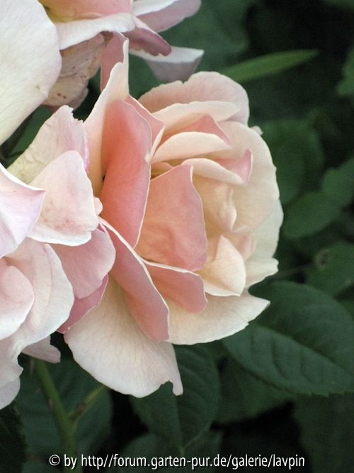 scented whisper