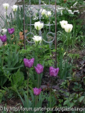 Vorgarten Frühling.jpg